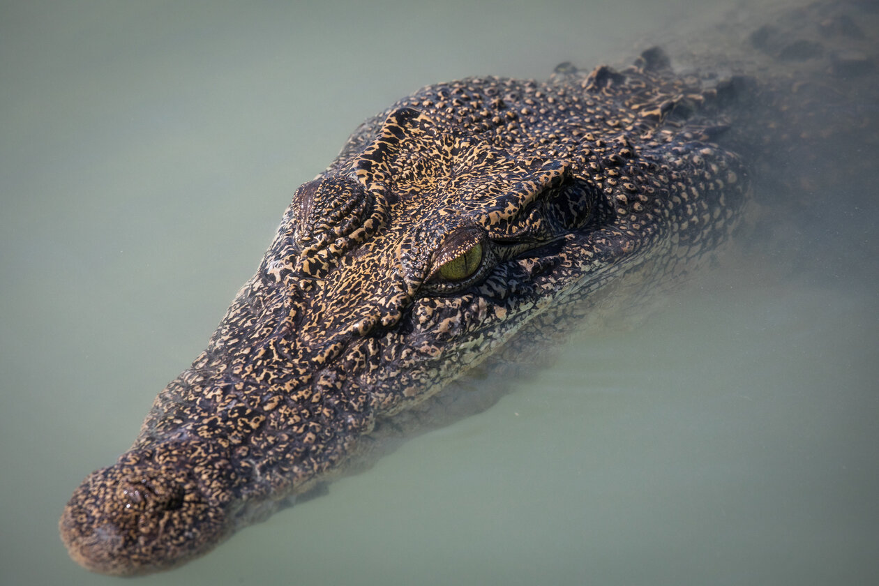 Salt water crocodile  - 9907 Marketing Images by Bruno Cazarini - Silver Discoverer in Kimberley Australia 2019 - Darwin to Broome-15.jpg