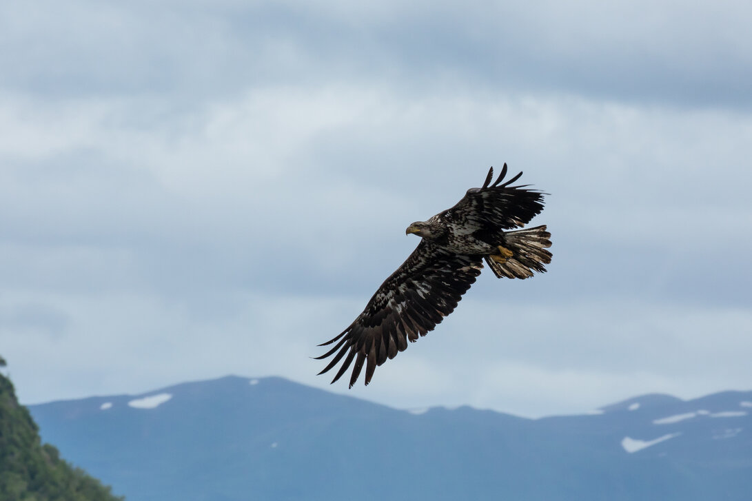 Young Bald Eagle Flying in Larsen Bay Kodiak Island.jpg