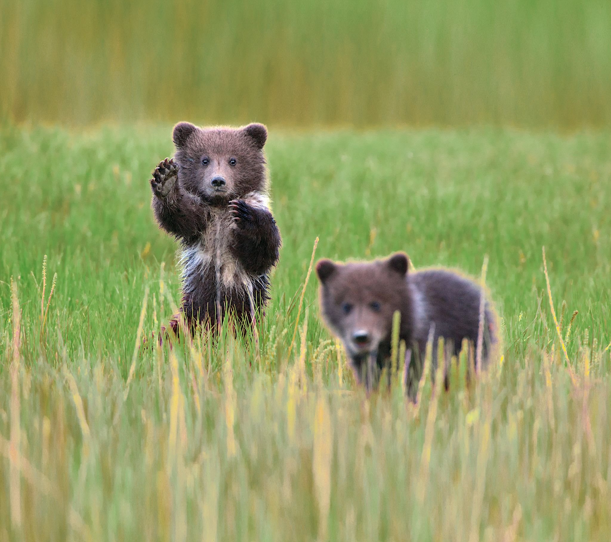 Holland-America-Alaska-Bear-Cubs-02.jpeg