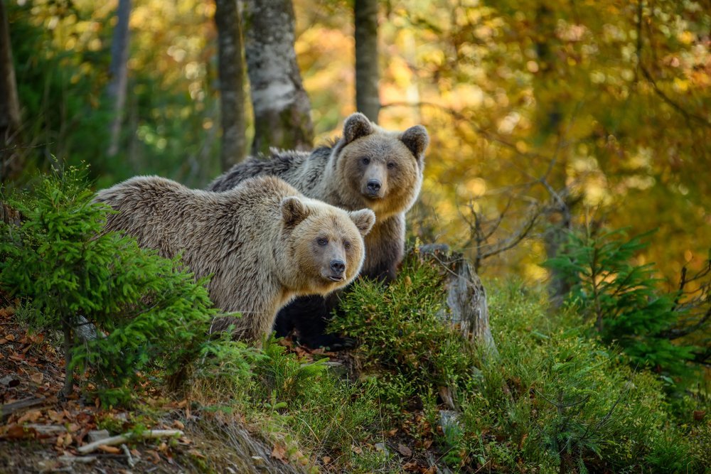 Holland-America-Alaska-Bears.jpeg