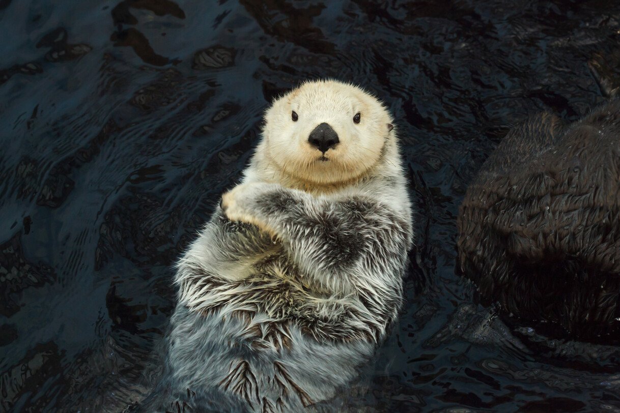 Holland-America-Alaska-Otter.jpg
