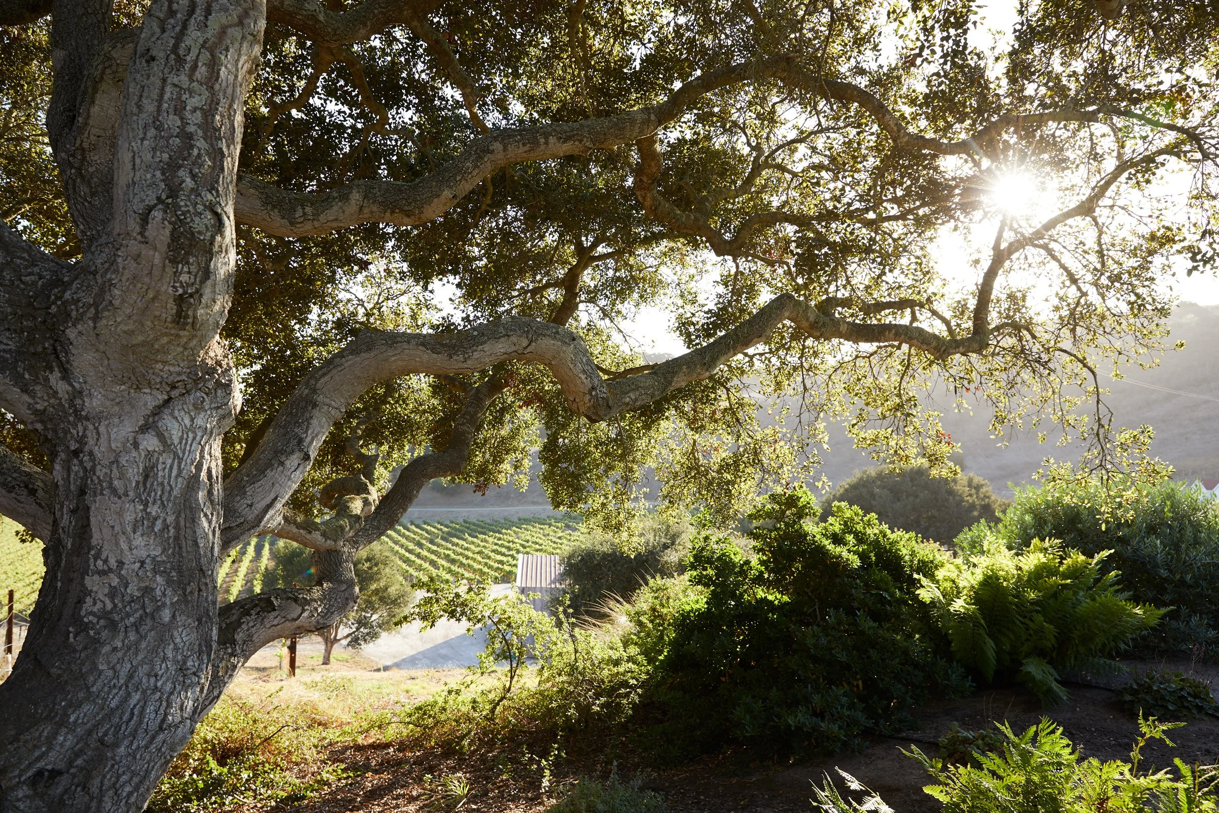 Memorable Moments in Wine Country with Auberge Resorts Collection