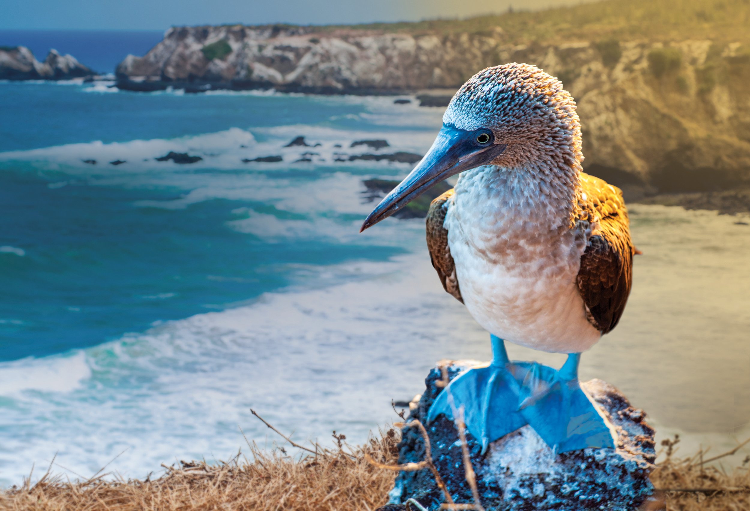 CEL_Galapagos_Blue_Footed_Booby_18.jpeg