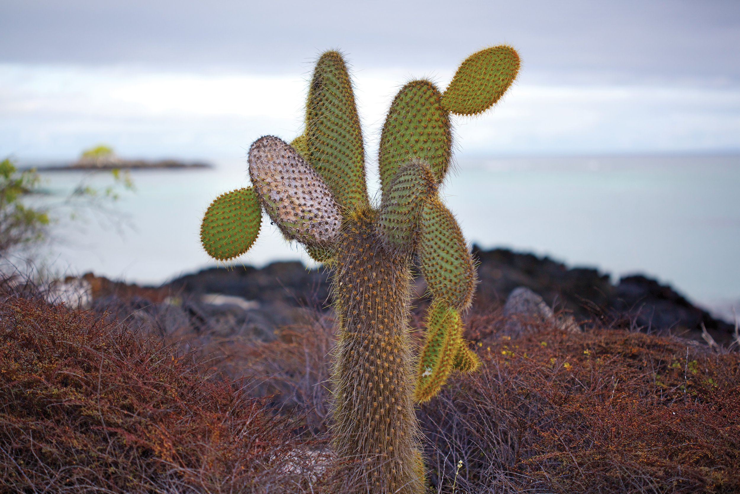 CEL_Galapagos_Prickly_Pear_Cactus.jpeg