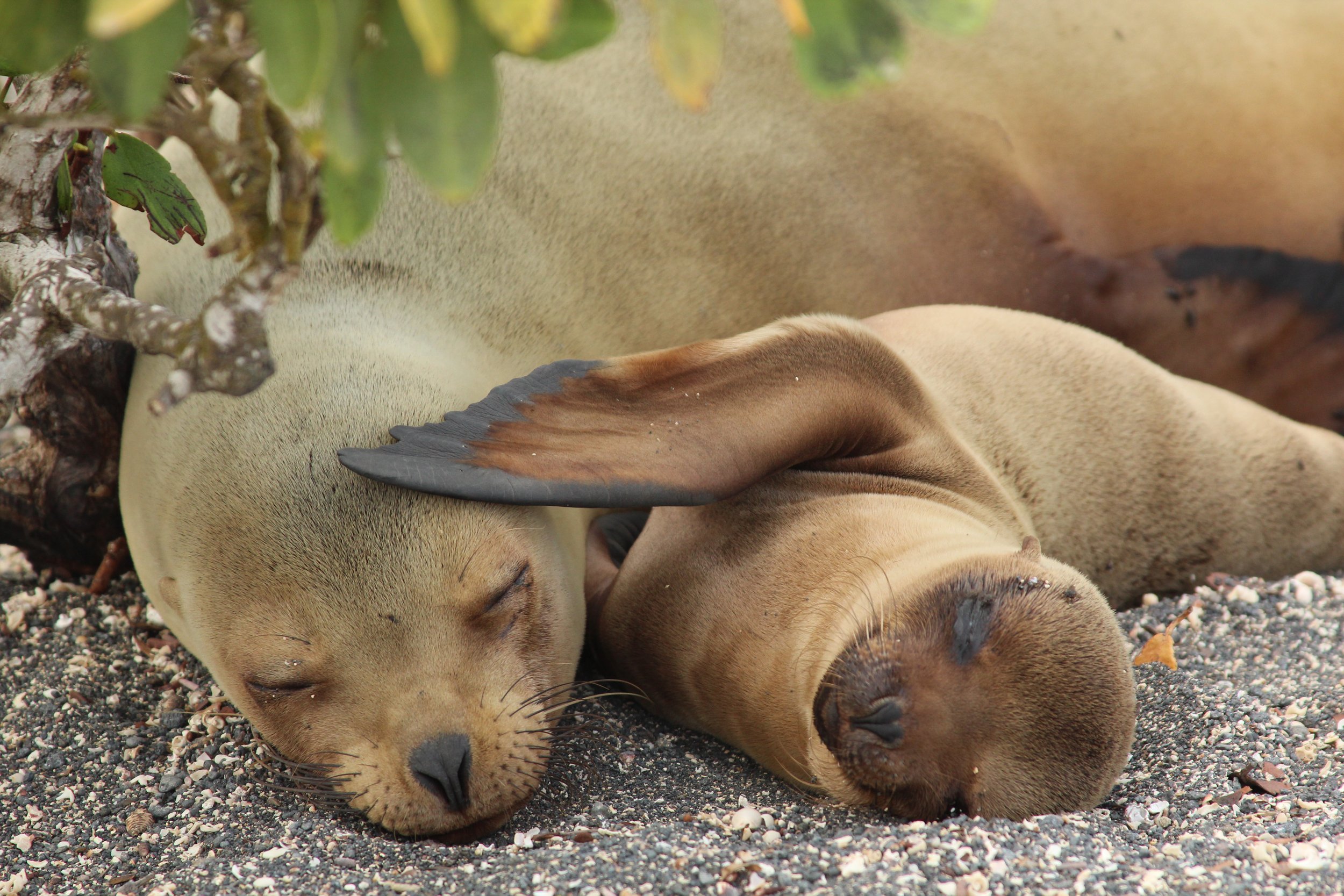 CEL_Galapagos_Sea_Lion_37.jpeg