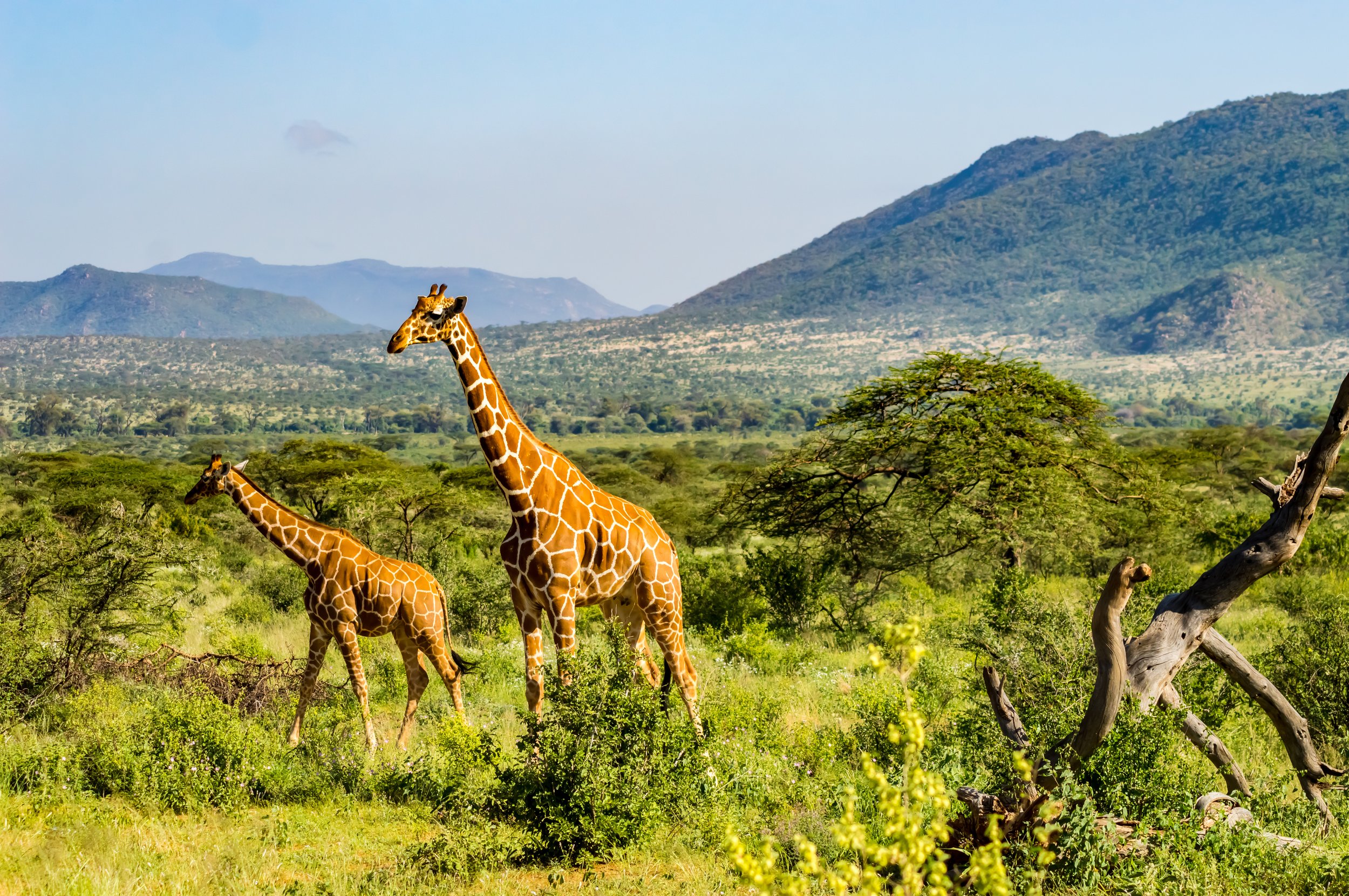 ©TCS_SS_1331674283_MasaiMara.jpg