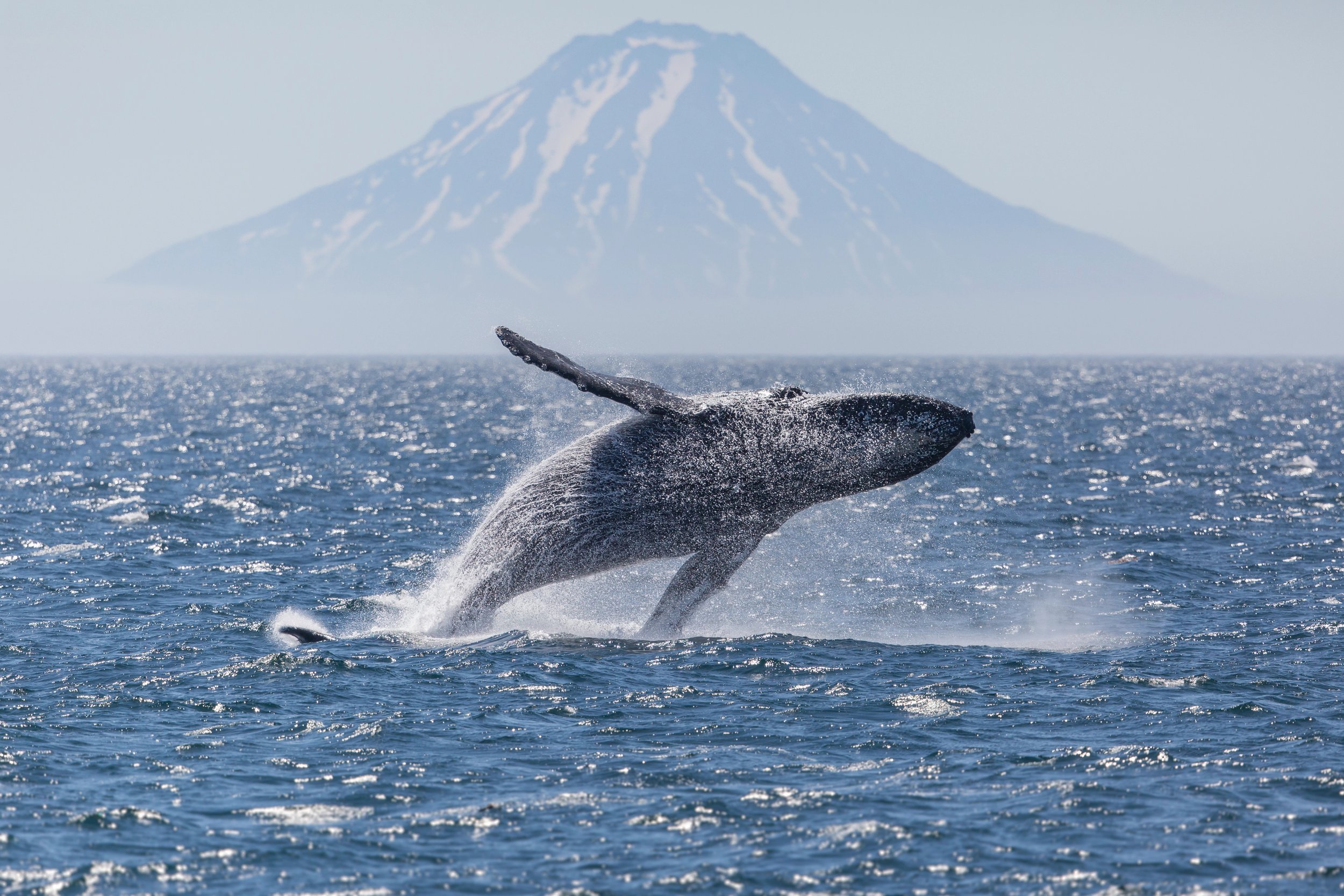 Humpback Whale breaching, Kuril Islands.jpeg