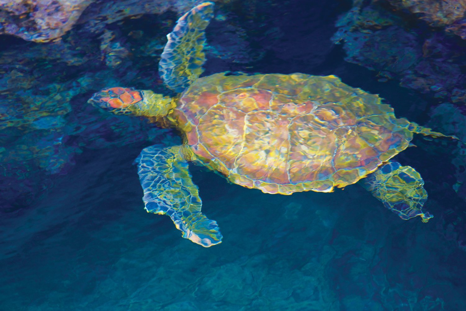CEL_Galapagos_Sea_Turtle.jpeg