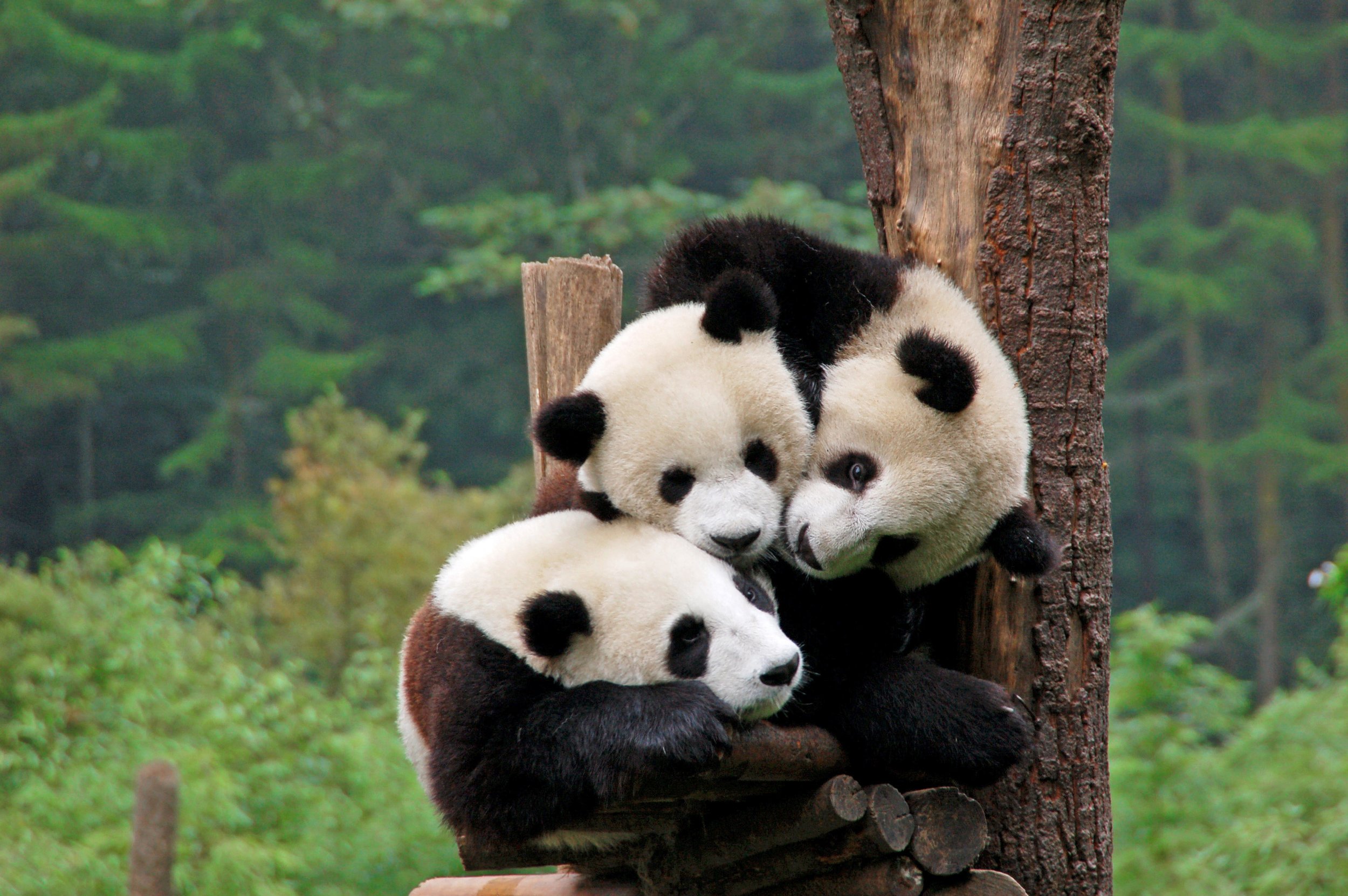 China-Pandas.jpeg