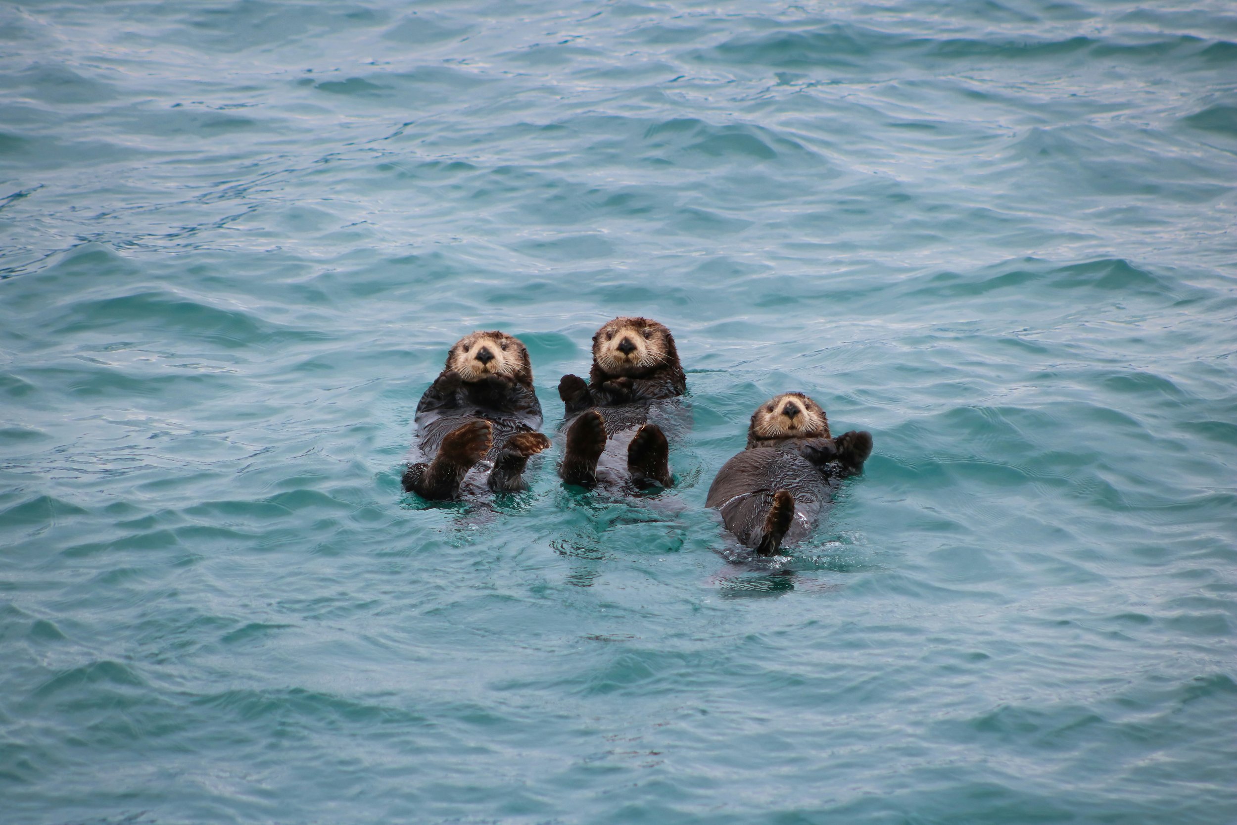 Alaska_otters.jpeg