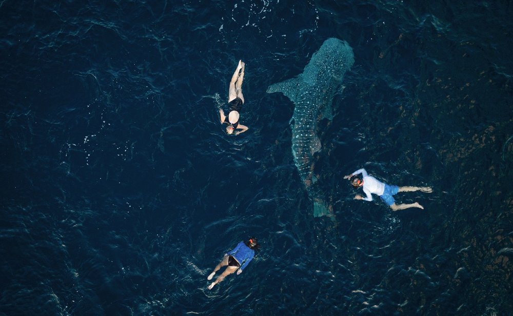 Aqua Blu - Swimming with whalesharks - 05 Large.jpeg