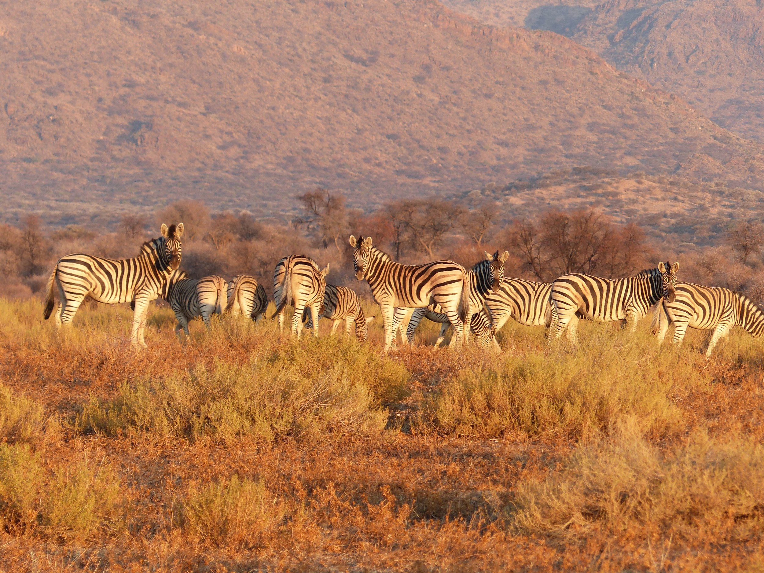 Namibia Zebras_2024-04-24_15-16-37.jpeg