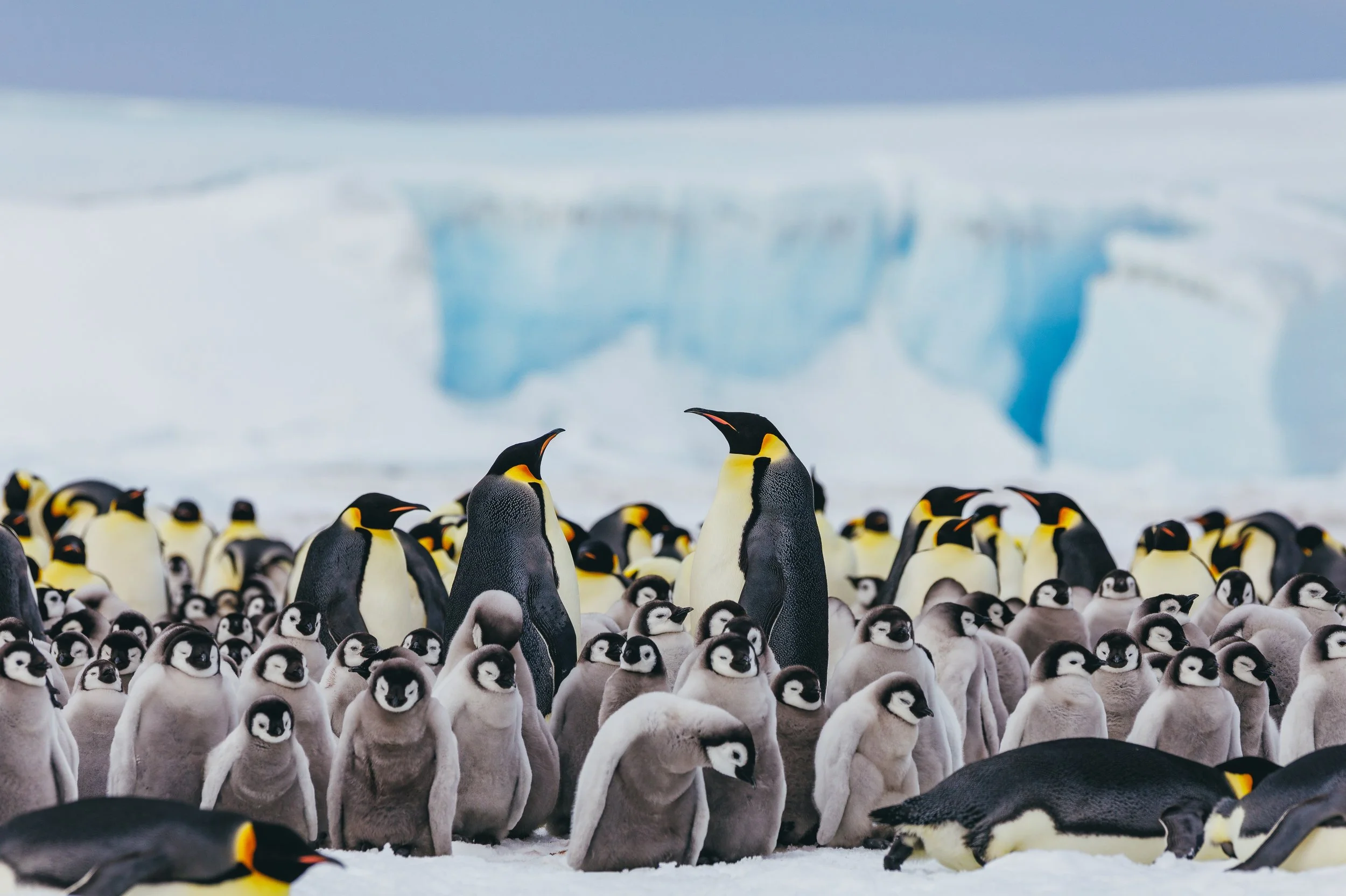 Go the Distance with Holland America's Legendary Voyages