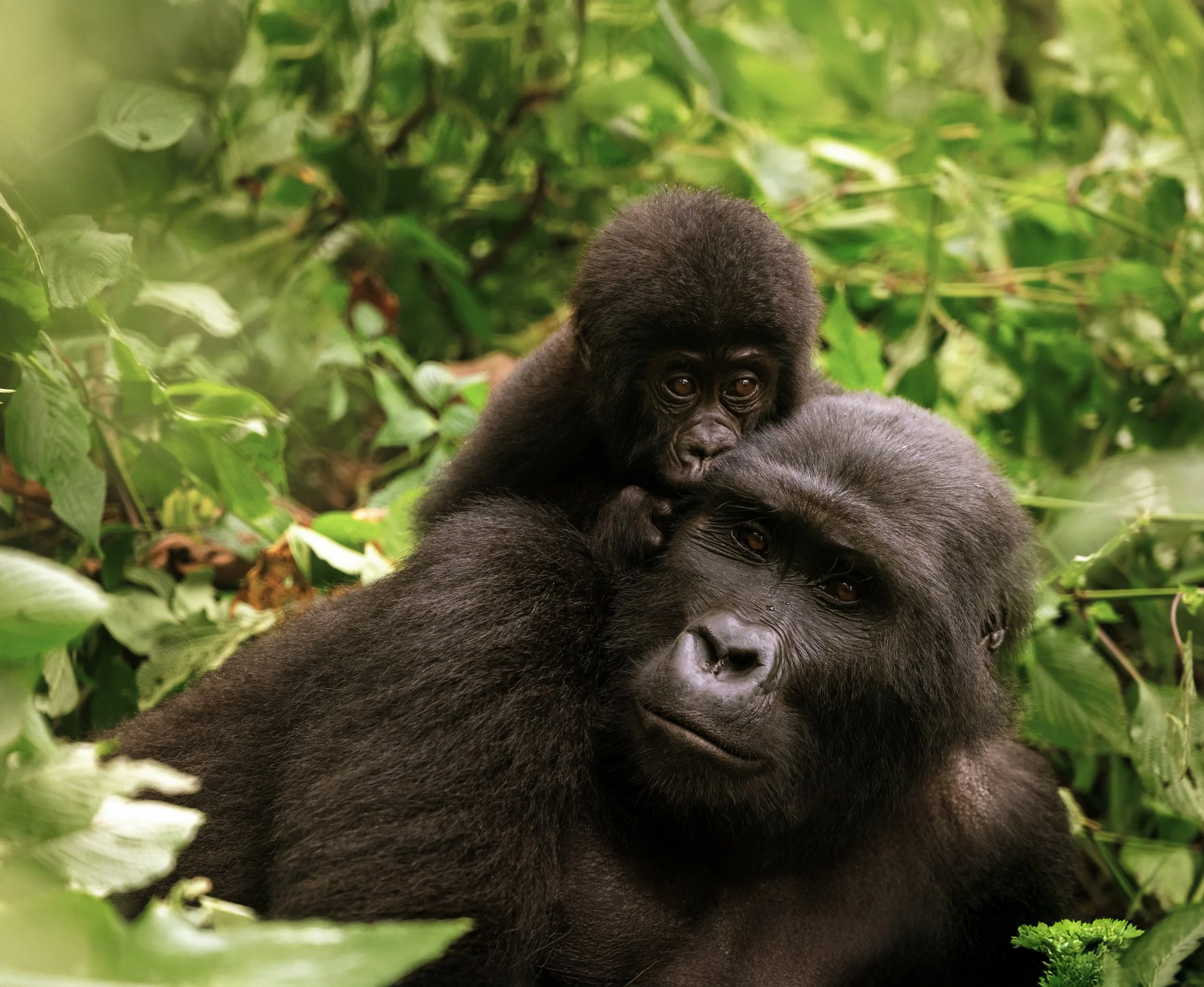 GI-1430104549_Rwanda.jpg