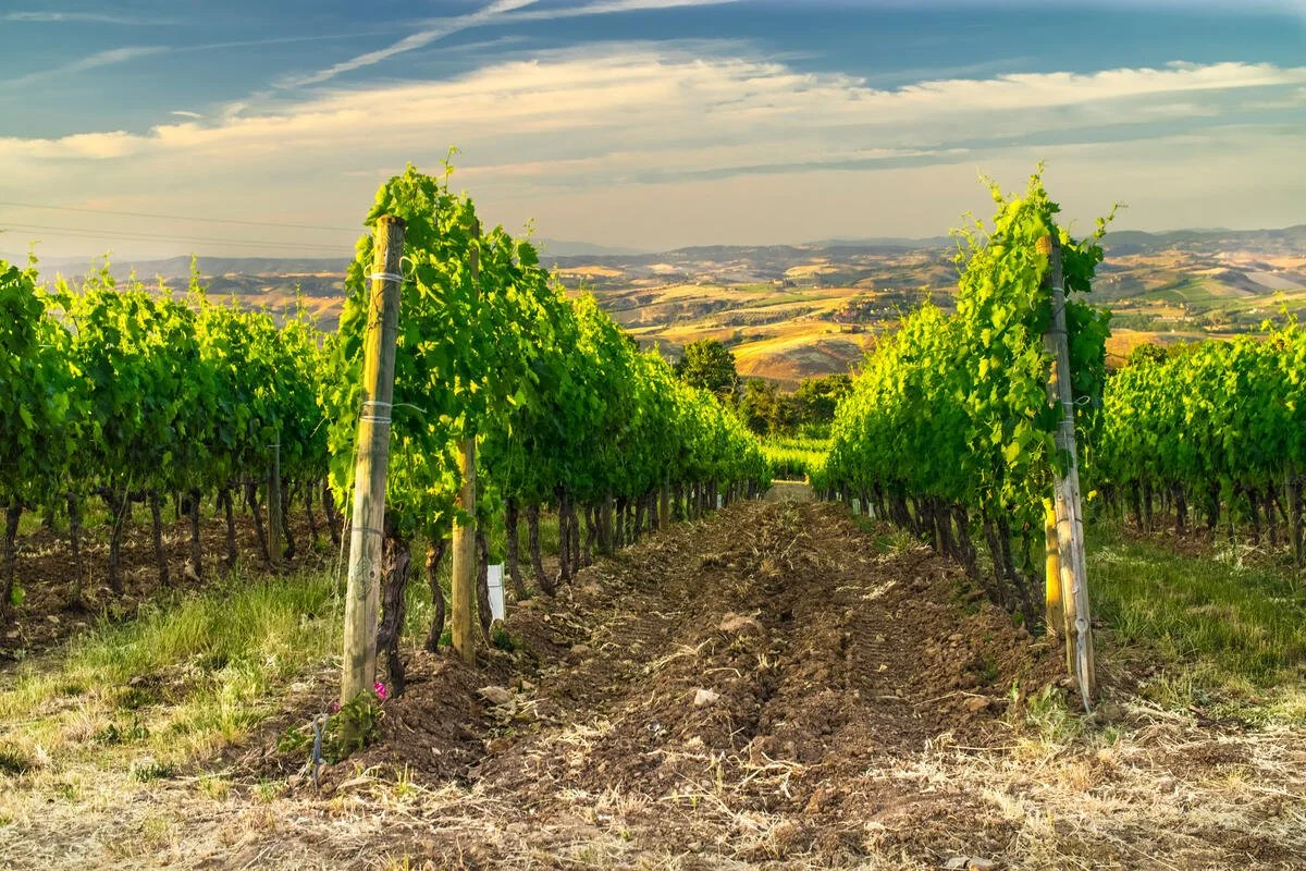 Italy_Tuscany_Vineyard_2017 Medium res.jpg