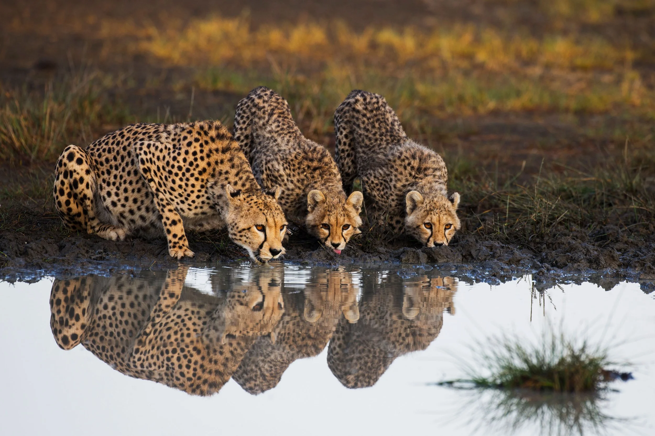 (C) TCS World Travel - GI-592423027_Tanzania.jpg