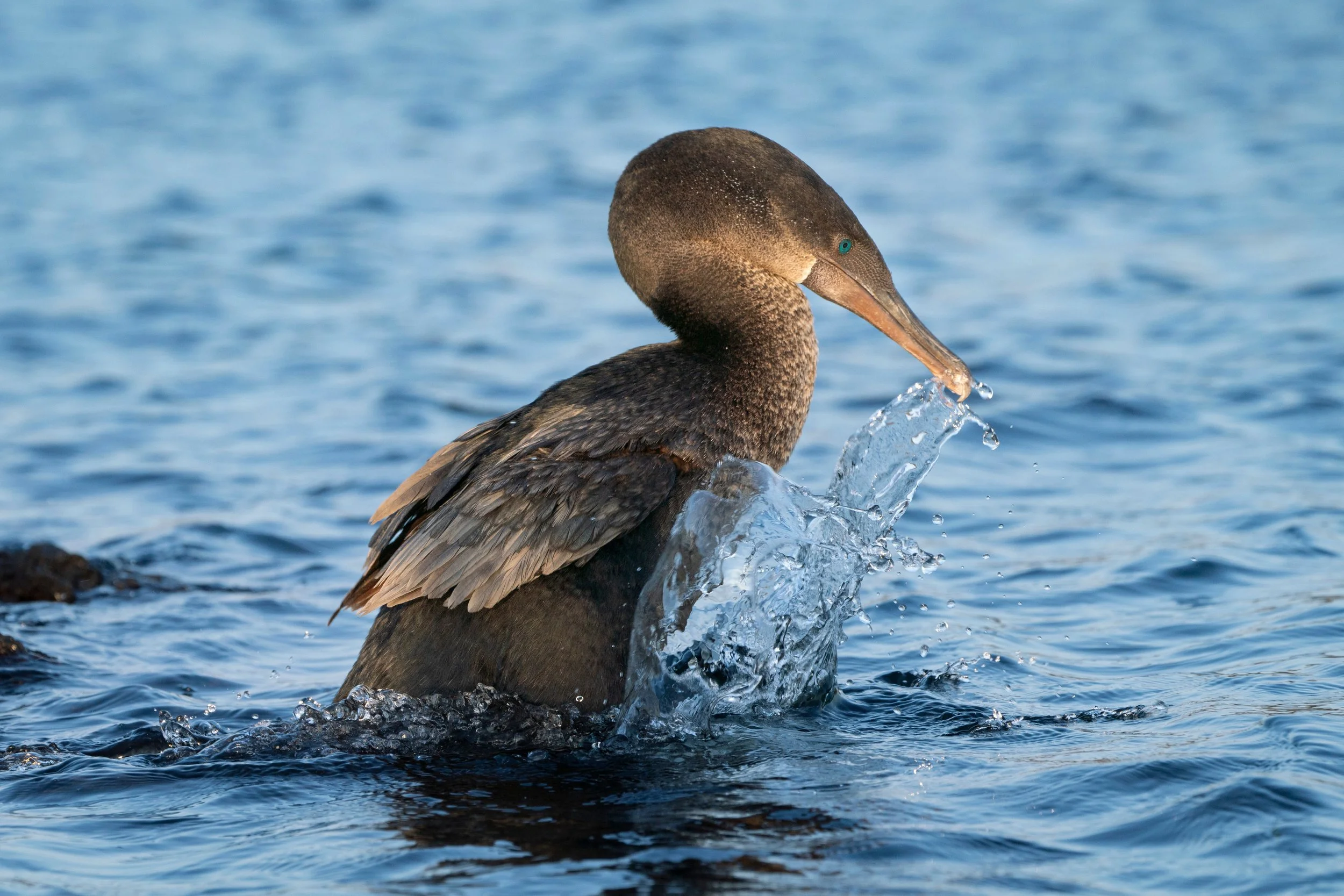 Large RGB-NAT-HAB-gipp_09_18_24_colby-brokvist_371161.jpg