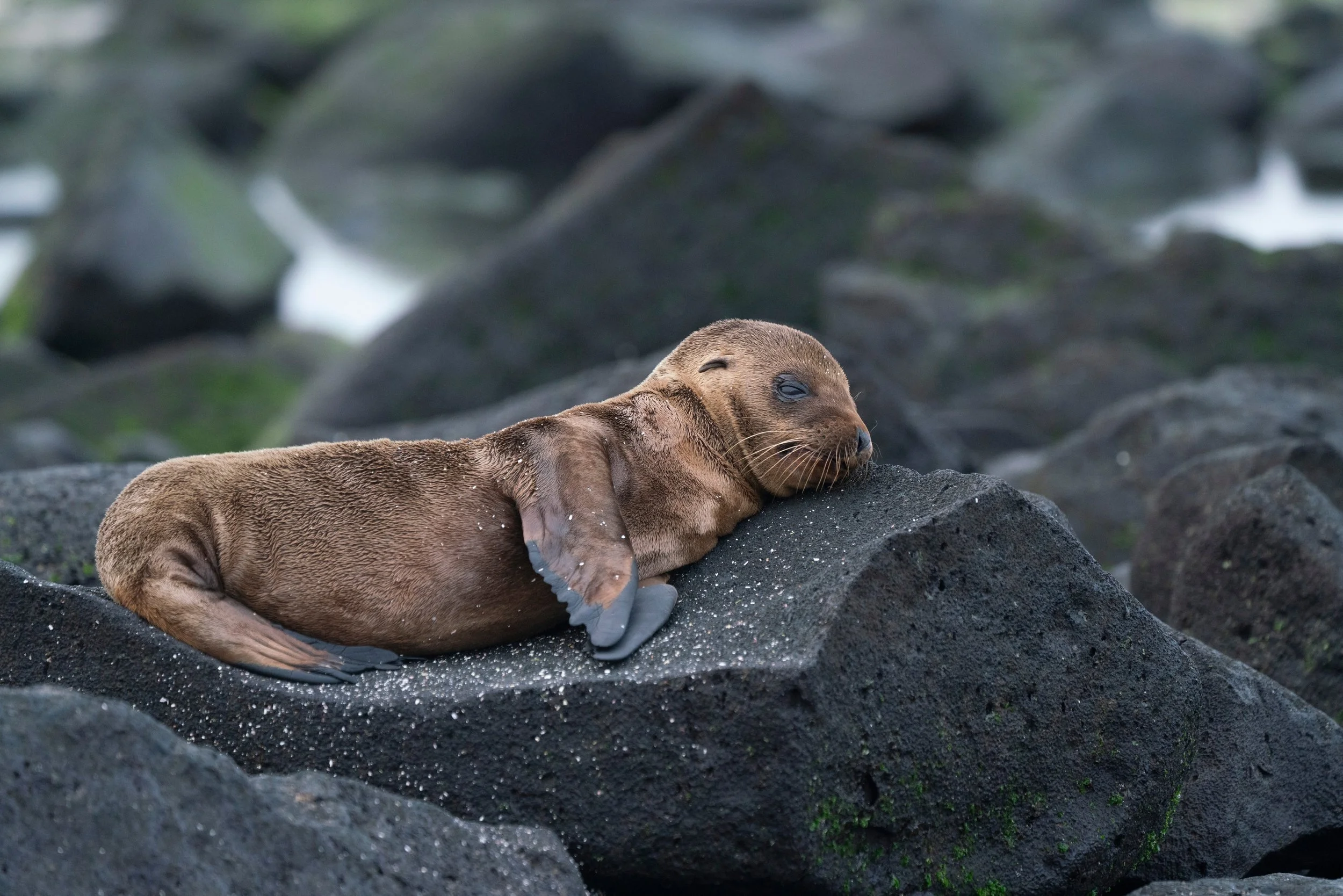 Large RGB-NAT-HAB-gipp_09_18_24_colby-brokvist_371233.jpg