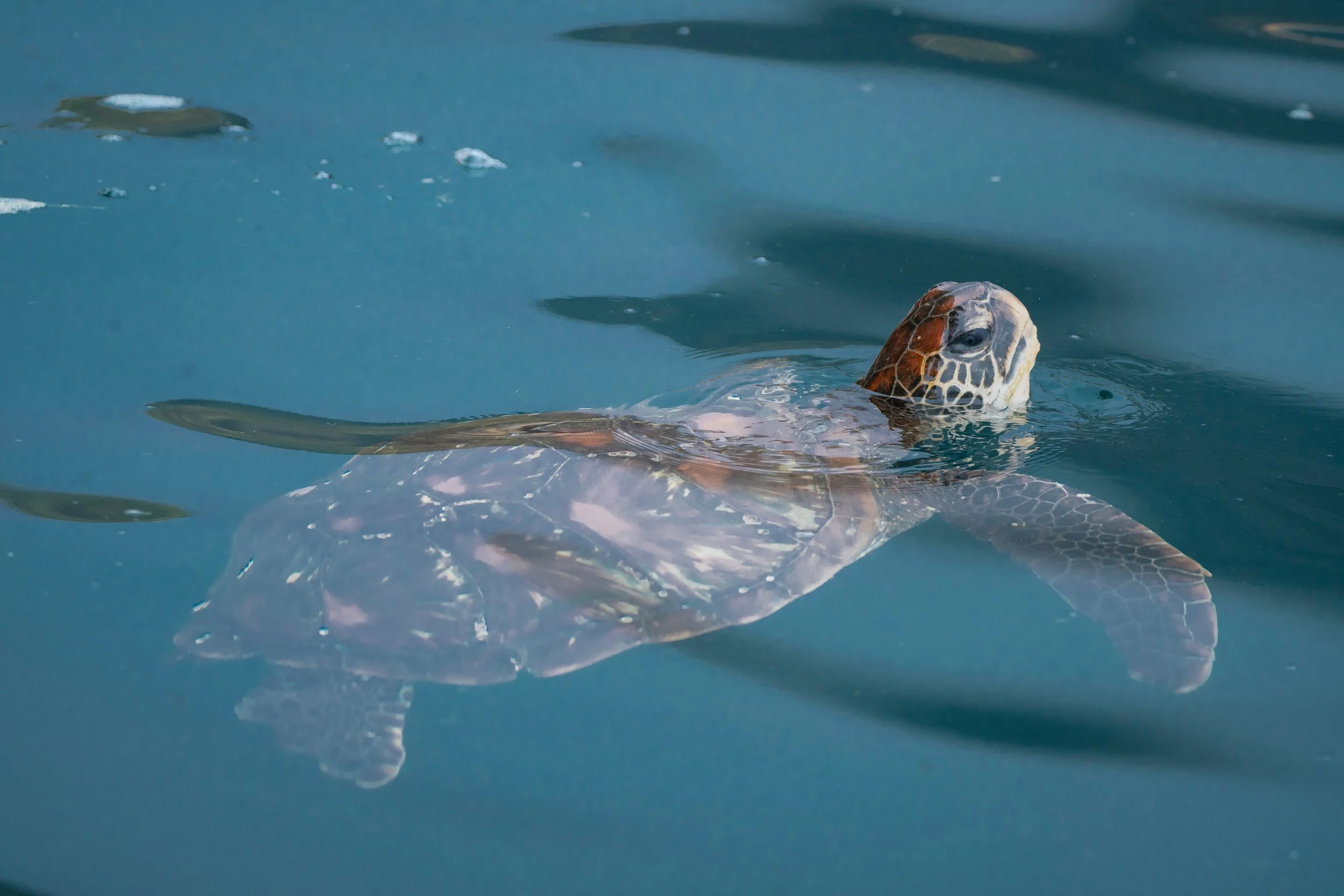 Large RGB-NAT-HAB-gipp_09_18_24_colby-brokvist_371126.jpg