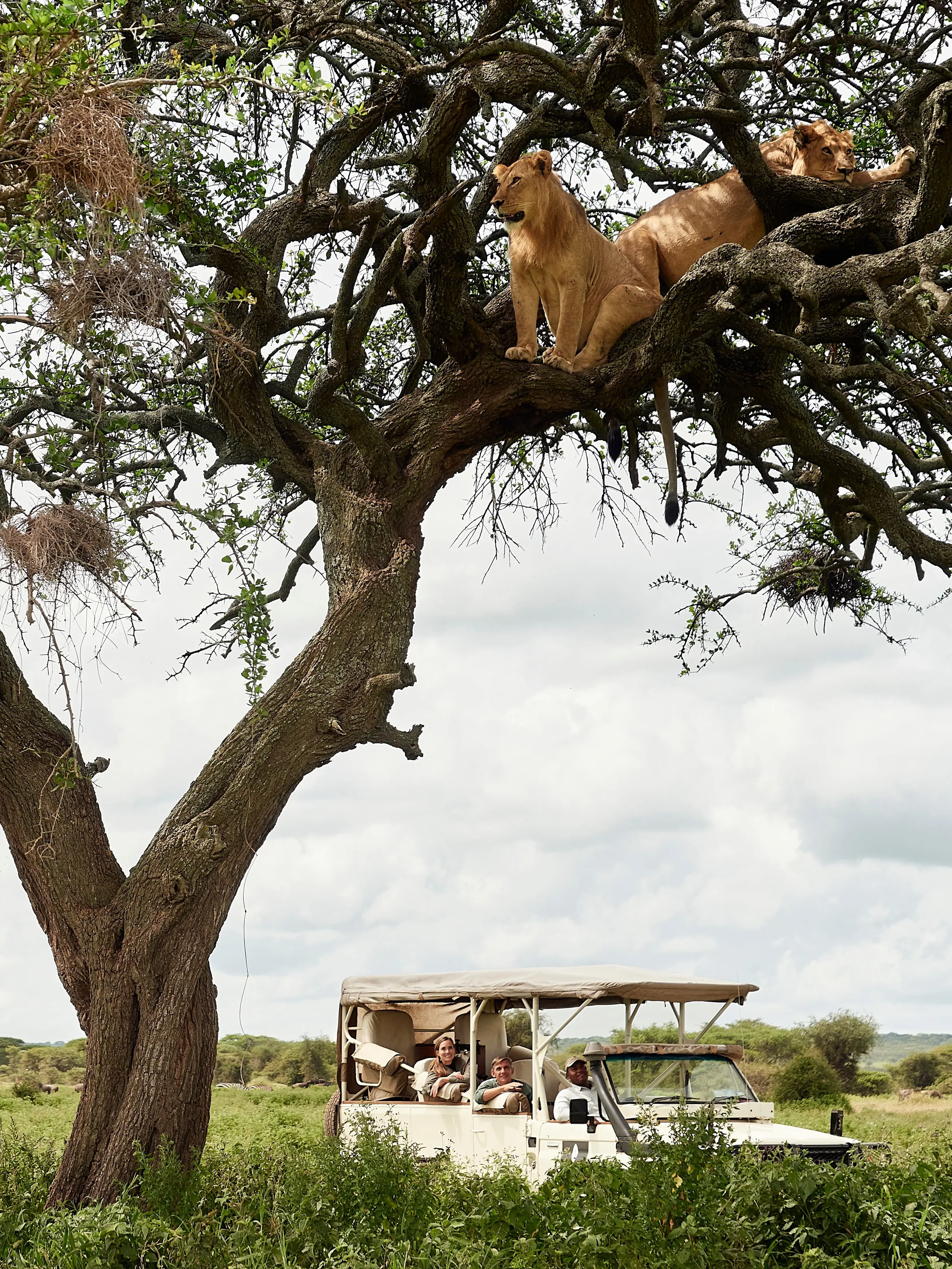 The African Safari, Crafted Without Compromise by Abercrombie &amp; Kent 