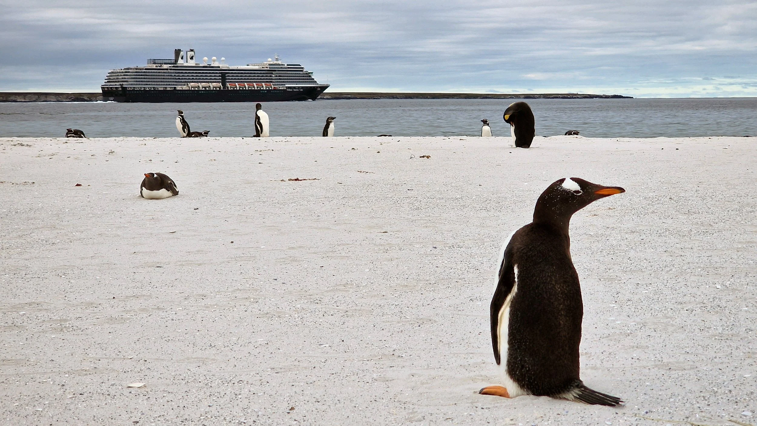 penguins02_OSDM_Calum Walsh-Middleton.jpg