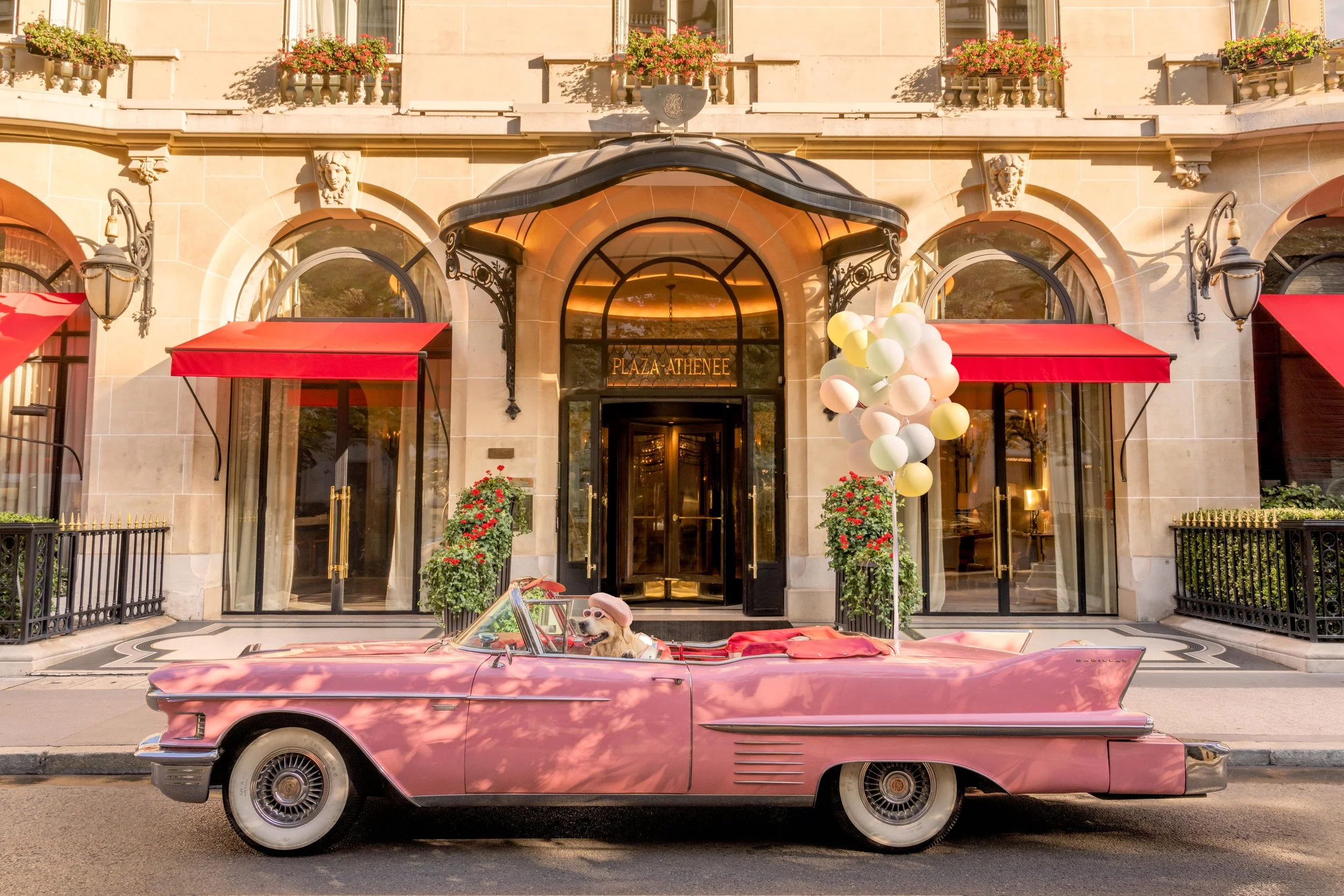 HPA - Dogs of Paris by Gray Malin - Dorchester Collection.jpg