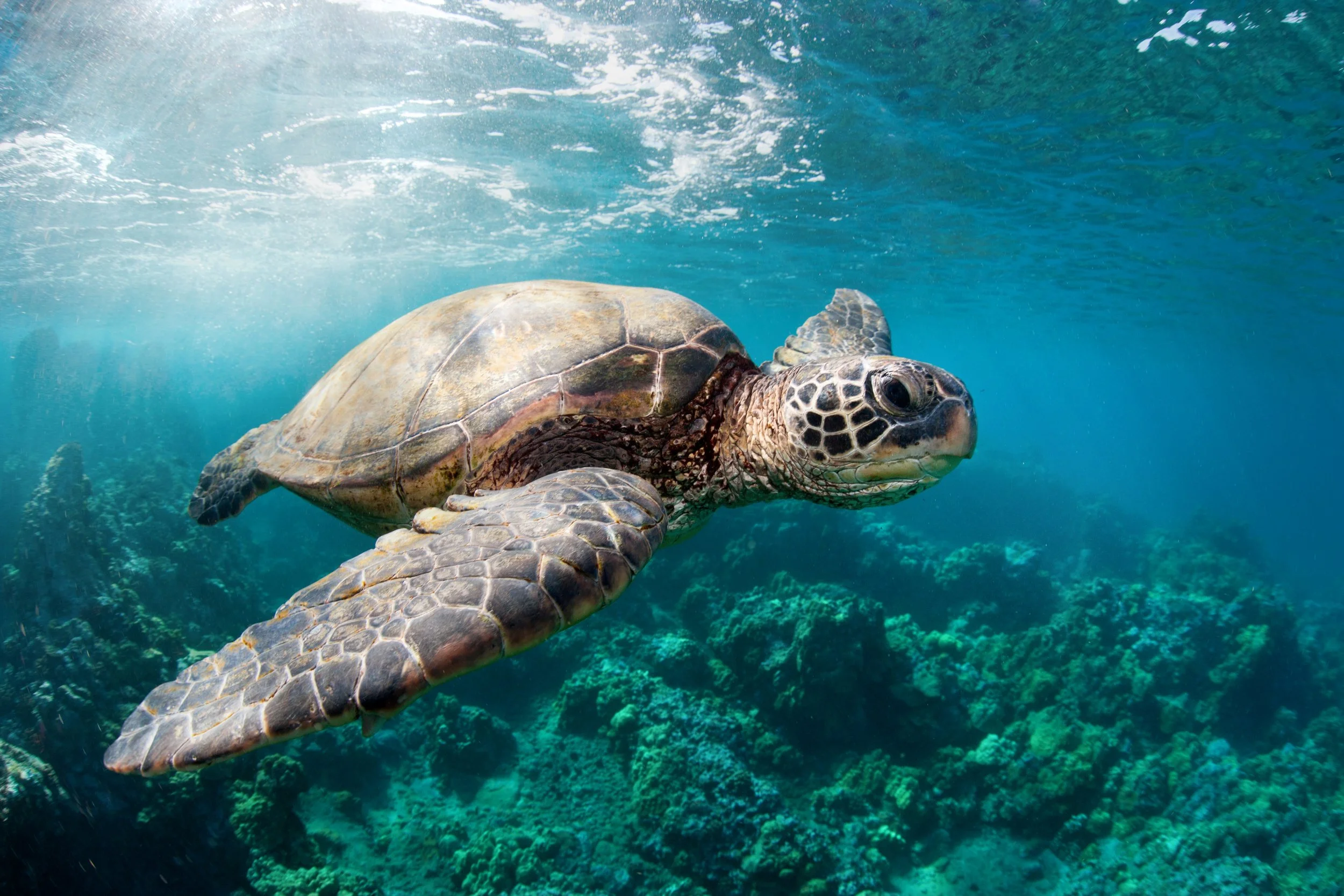 (C)TCS_GI_Hawaii-158718102.jpg