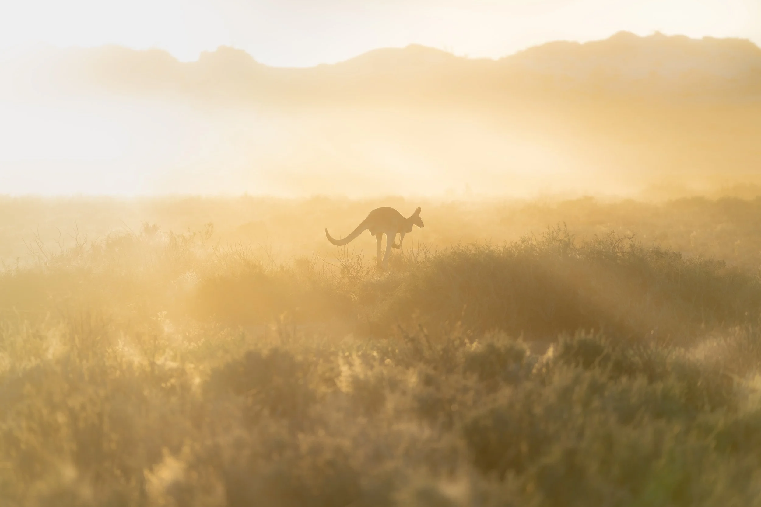 (C)TCS_SS_KangarooIsland_2379325411.jpg
