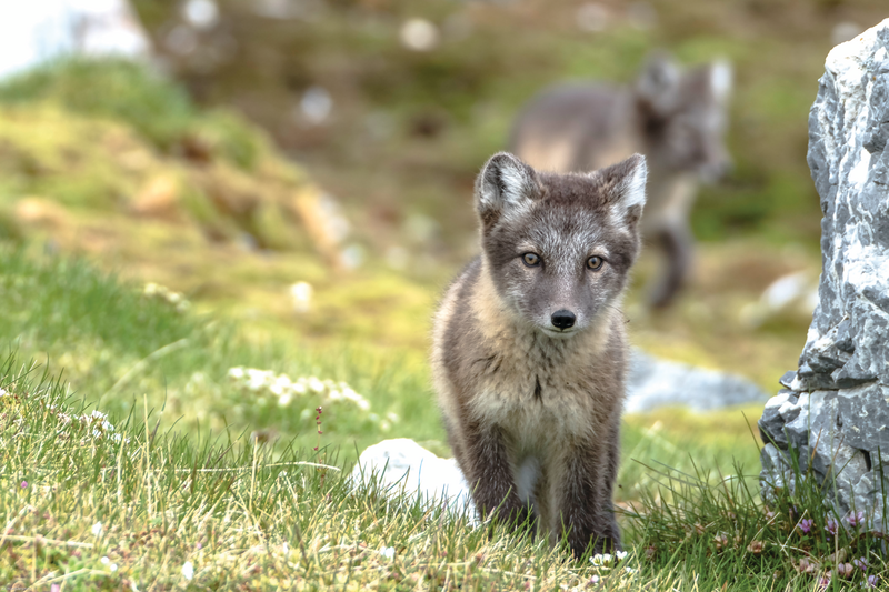 ArcticFox.png