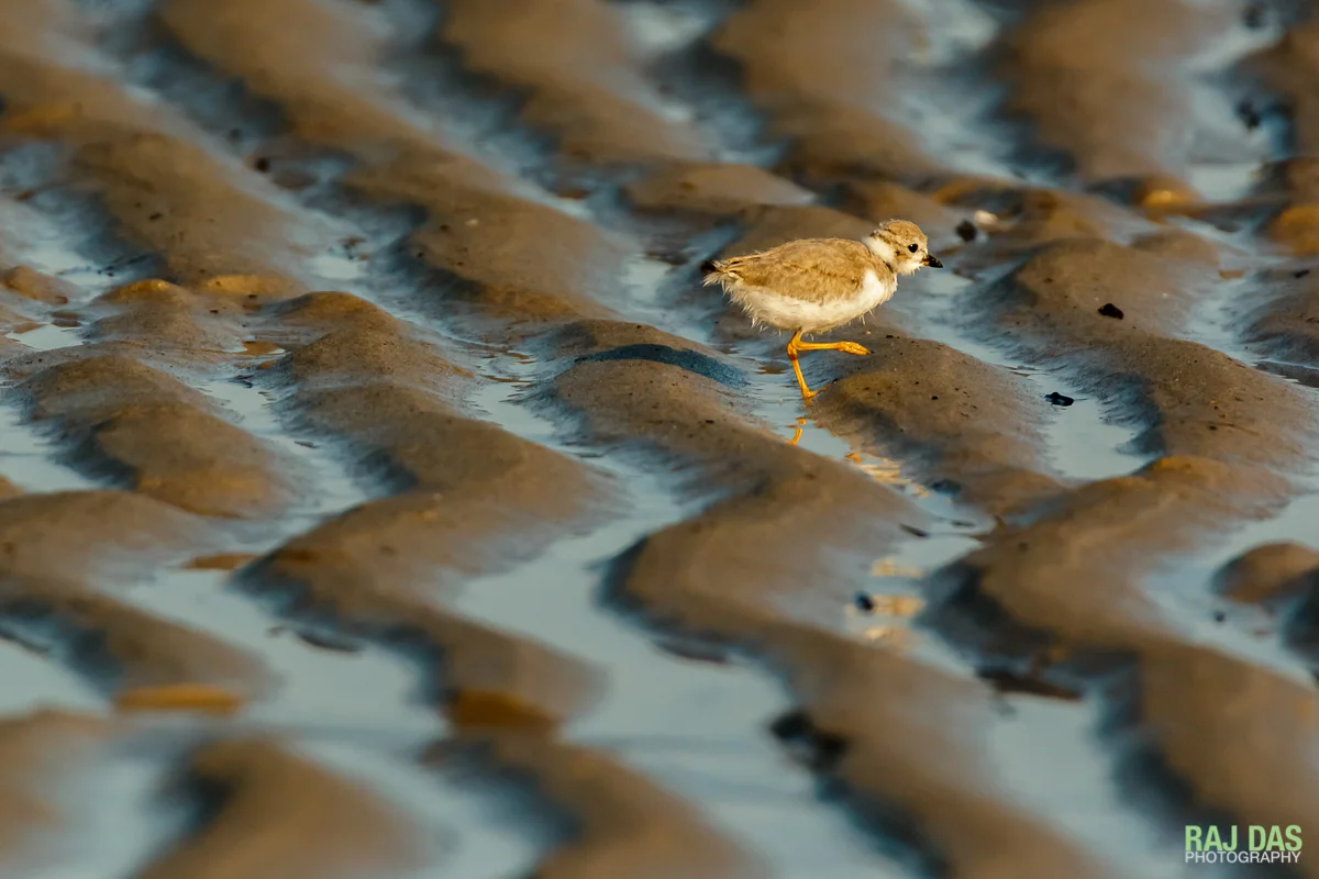 Breakfast time for a piping plover chick