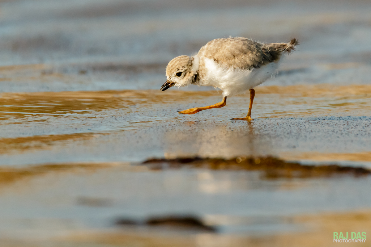 As the tide recedes, a piping plover chick looks for small insects and worms along the shoreline