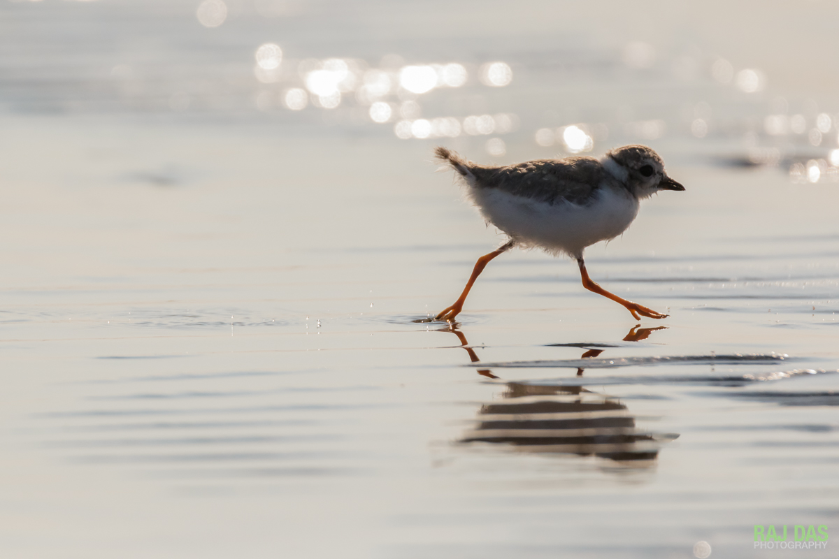 A piping plover chick runs back towards the mother