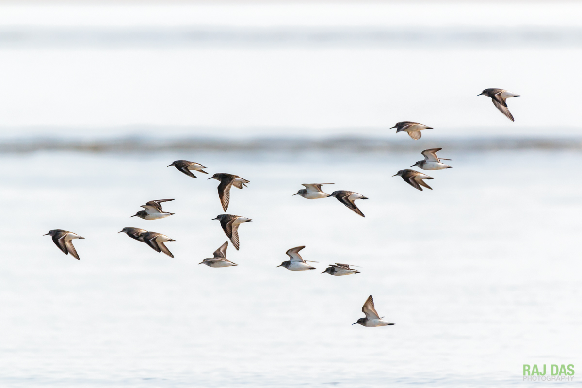 A flock of sanderlings fly over the waves looking for a place to stop and feed
