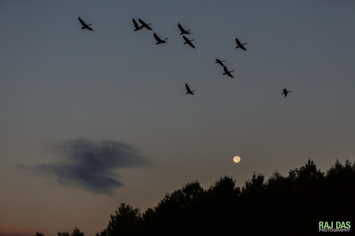 A flock of geese fly across the early morning skies as the moon continues it's descent behind the trees