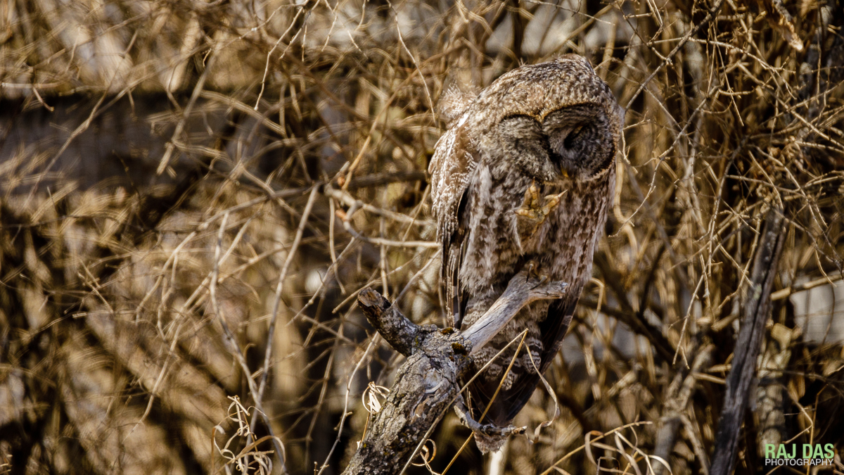 A great gray owl blends well with the background as it grooms itself on its perch