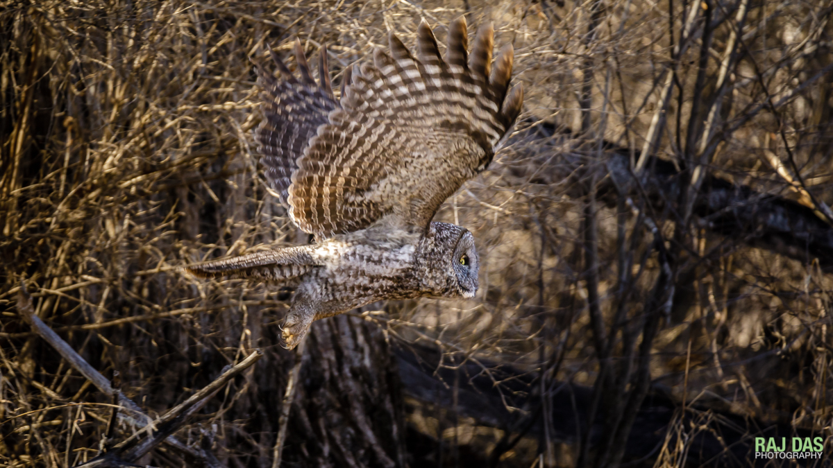 The owl files off from its perch towards the open field to start hunting for prey