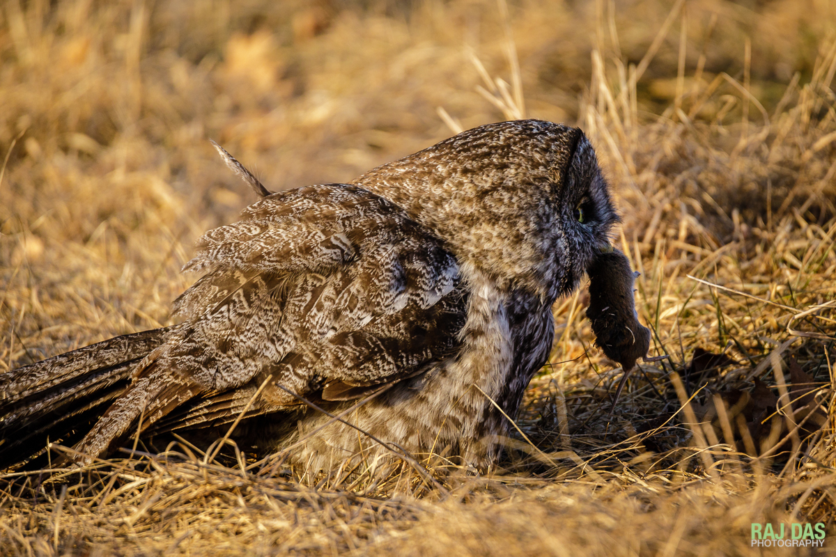 Great gray owl with a vole which is their primary diet