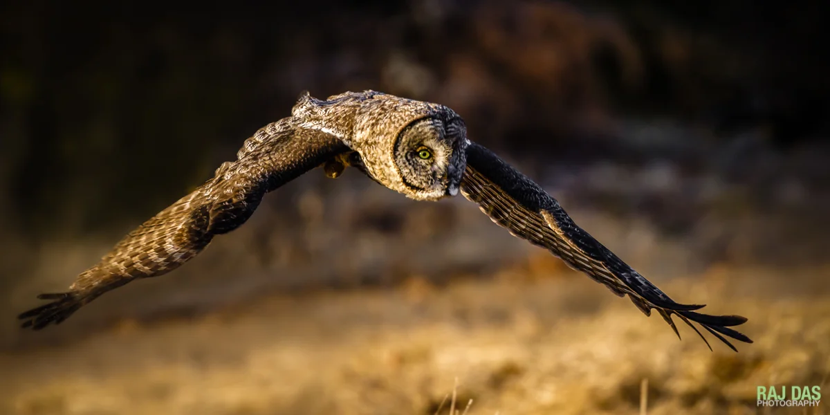 Making another run across the field with wings outstretched