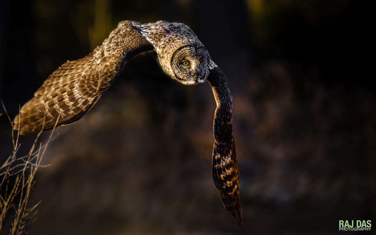 Swooping down as it listens for another vole in the field