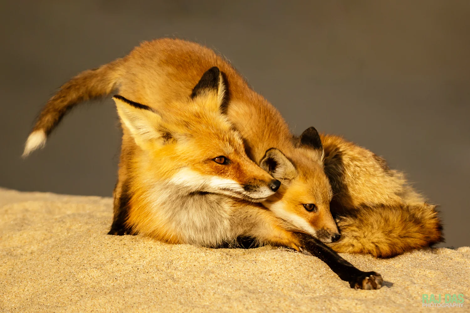 RedFox&Kits-7.jpg