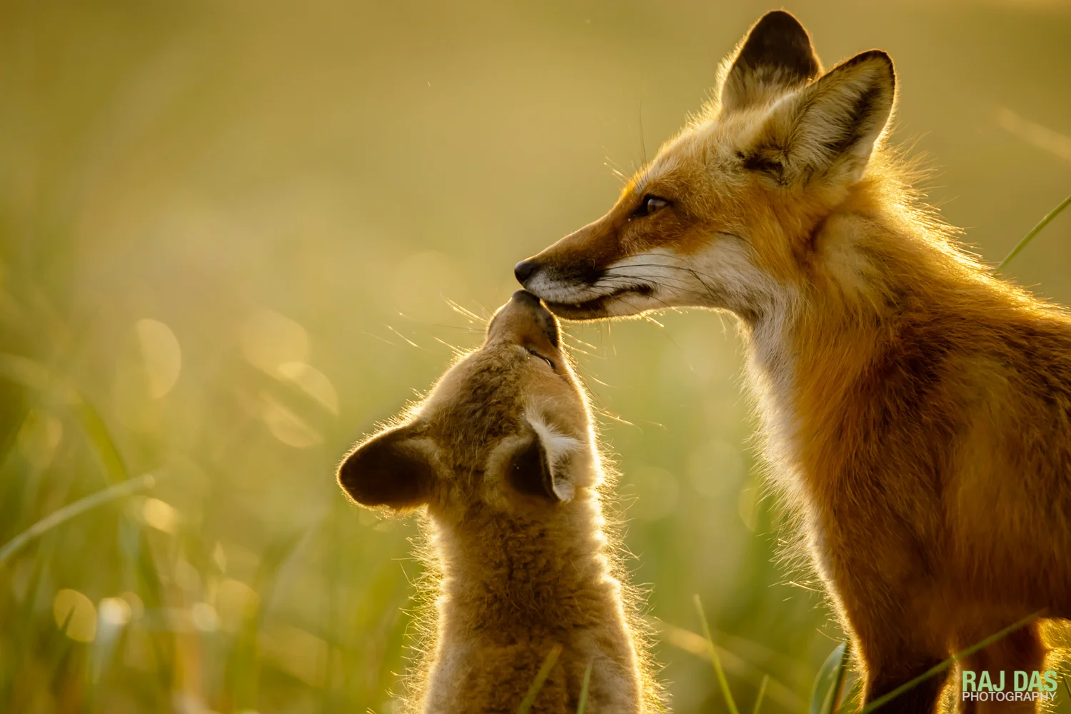 RedFox&Kits-5.jpg