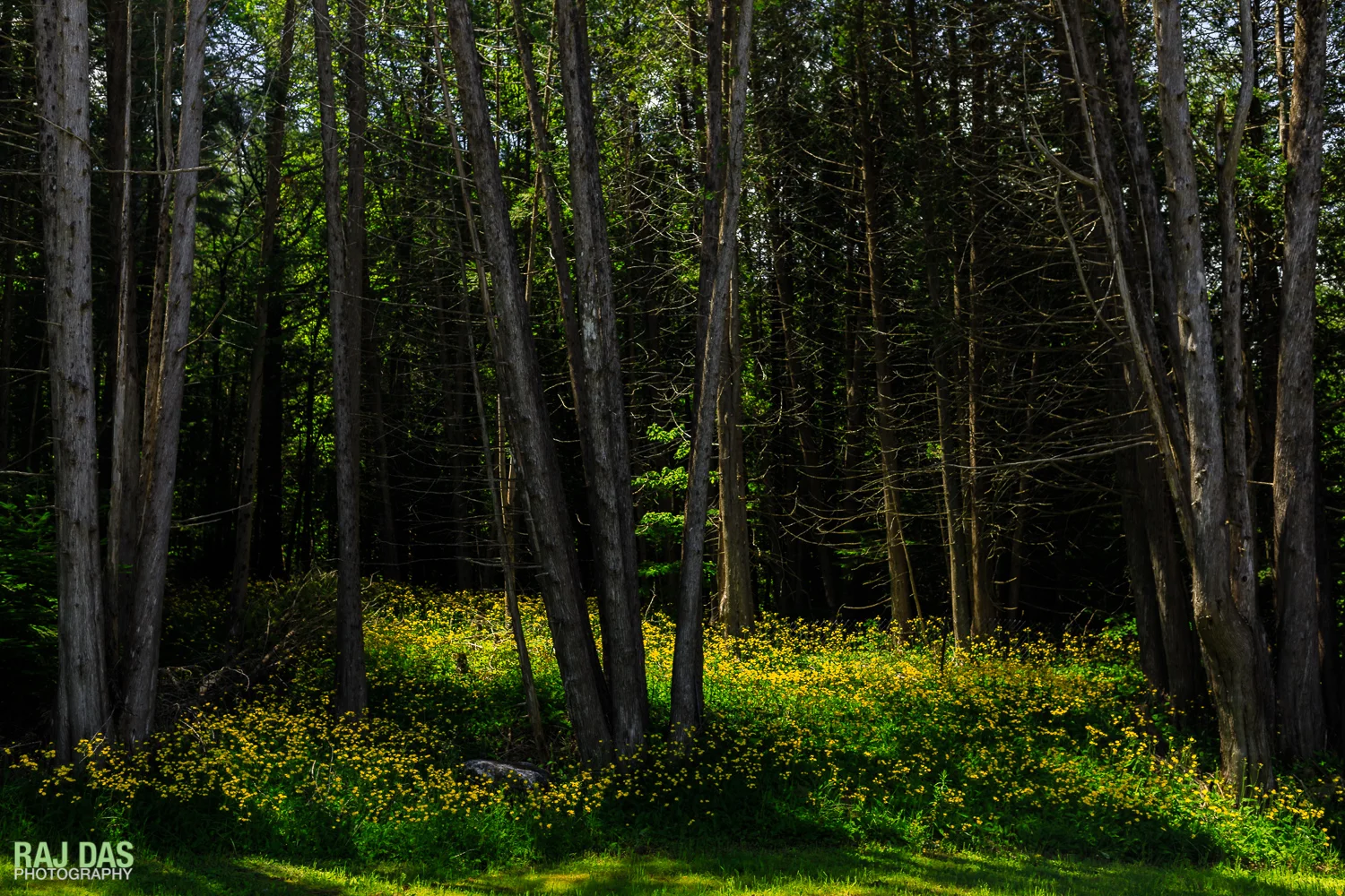 Summer-2017-3.jpg