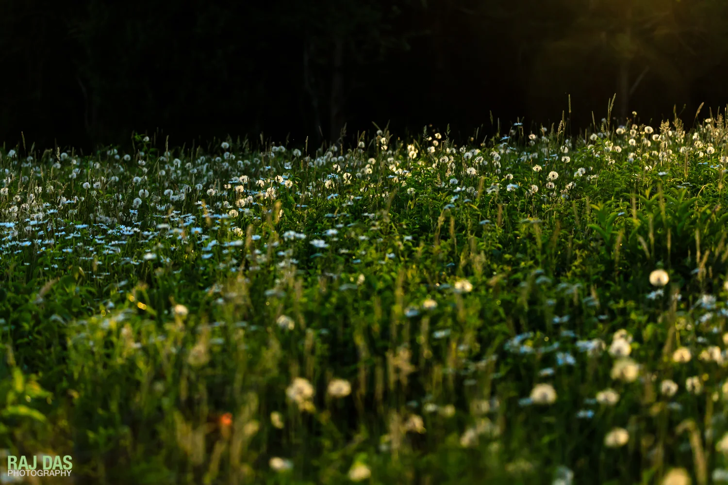 Summer-2017-5.jpg