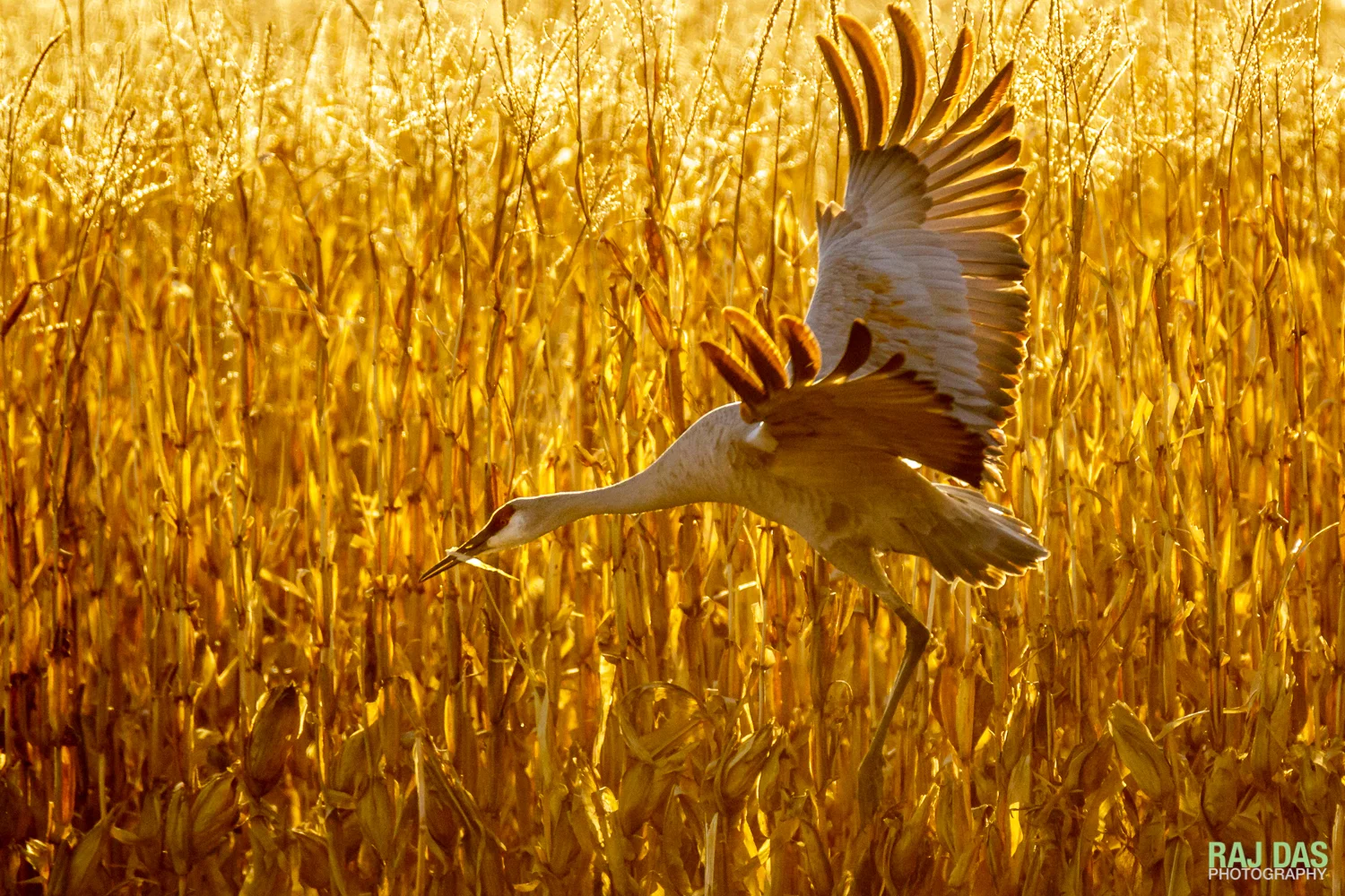 A greater sandhill crane landing in a corn field backlit by the later afternoon sun