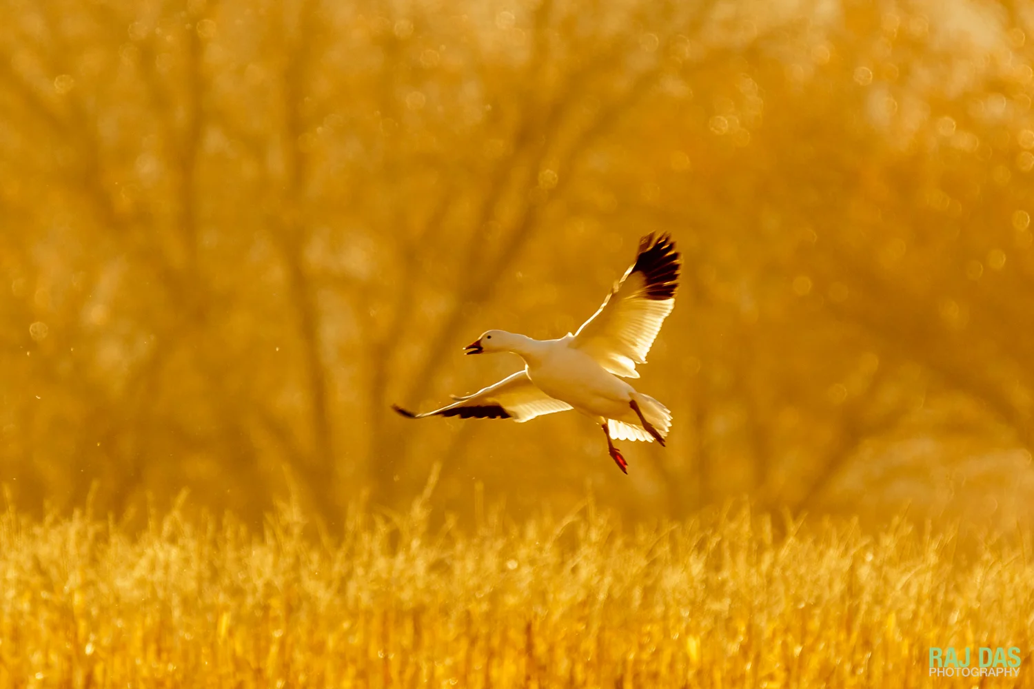 A snow goose landing in a corn field at Bosque del Apache NWR