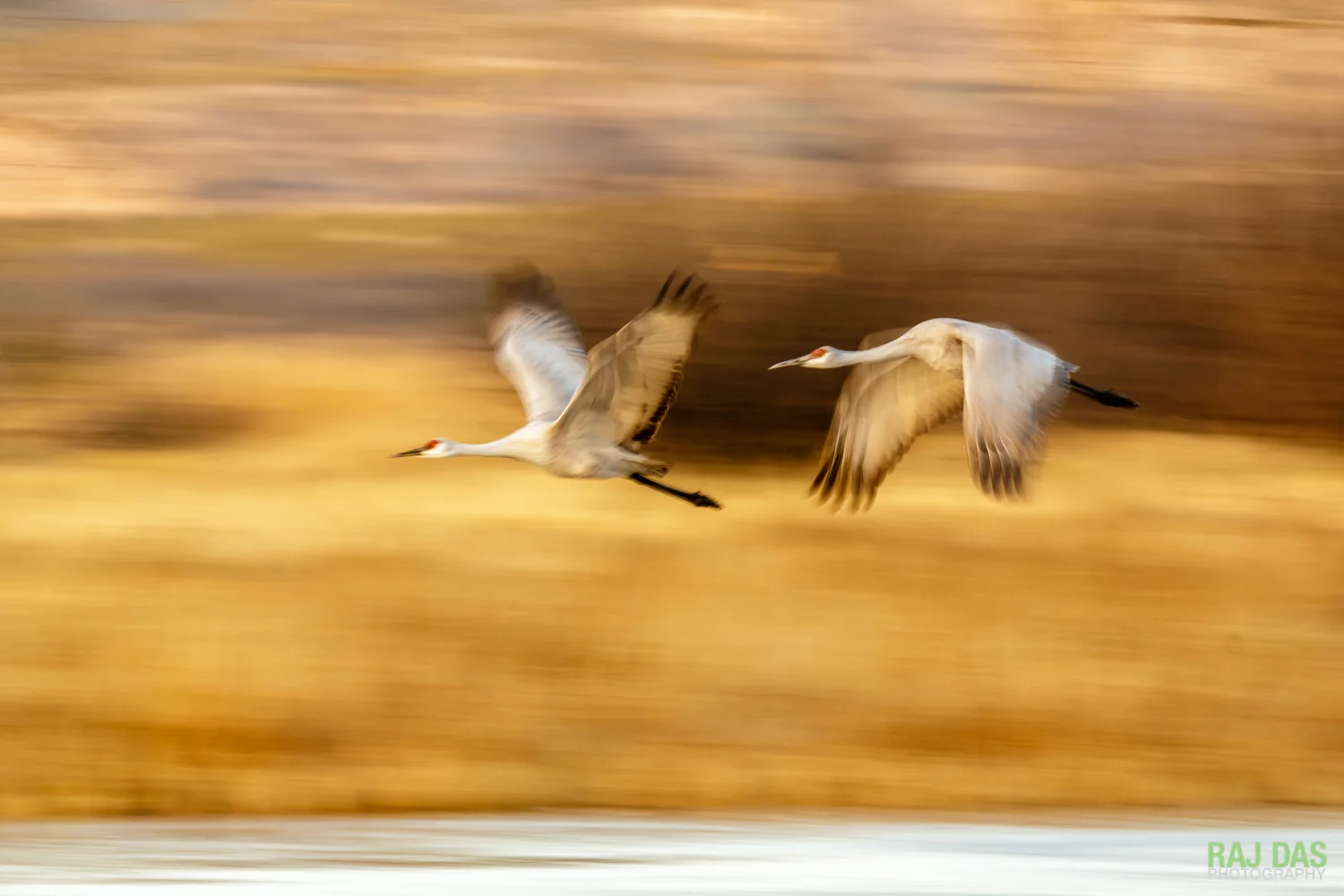 BIF-SlowShutter-BosqueDelApache-2.jpg