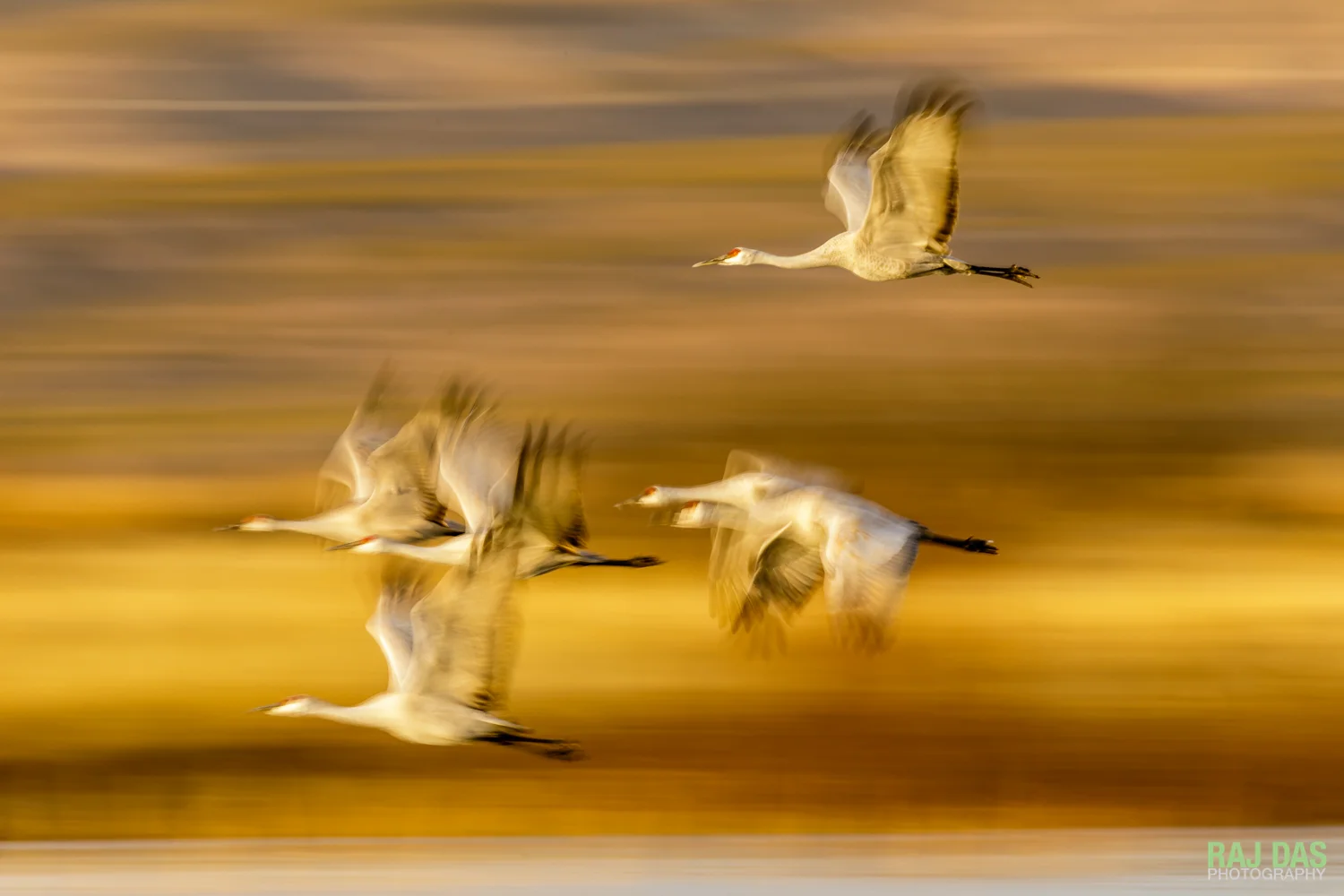 BIF-SlowShutter-BosqueDelApache-9.jpg