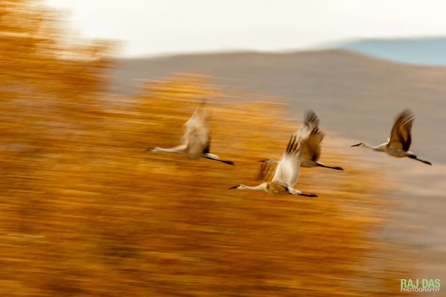 BIF-SlowShutter-BosqueDelApache-10.jpg
