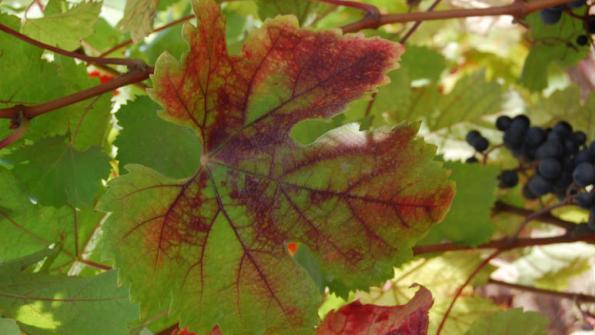 Red blotch.jpg