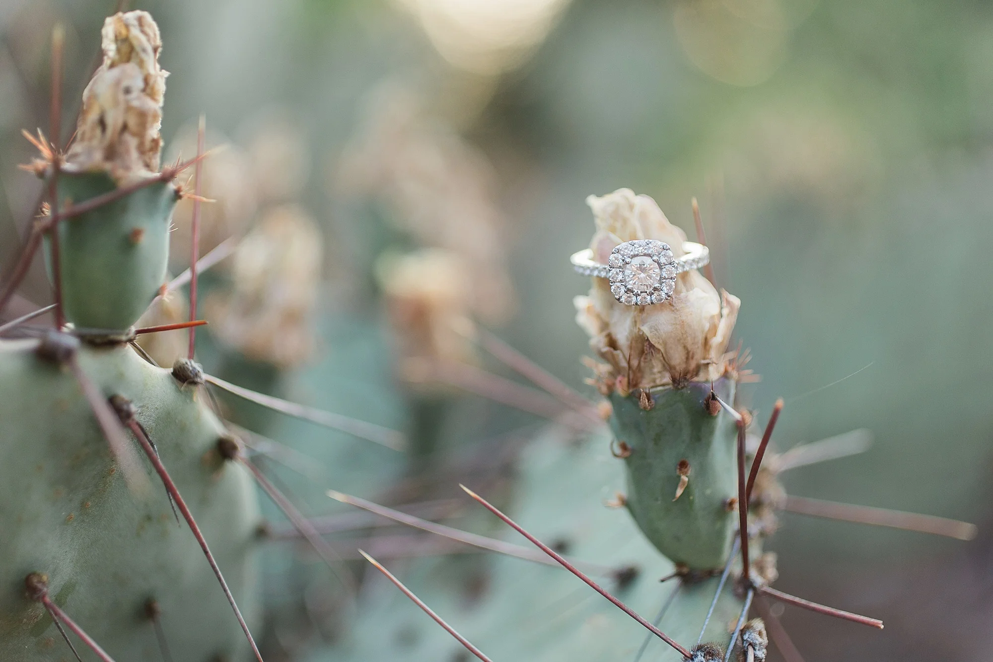 Gorgeous Engagement Ring at JC Raulston Arboretum